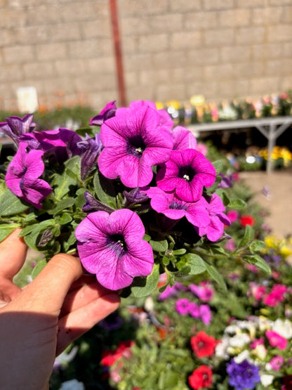 4 for £10, 10.5cm Trailing Petunia