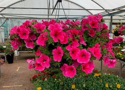 4 for £10, 10.5cm Trailing Petunia