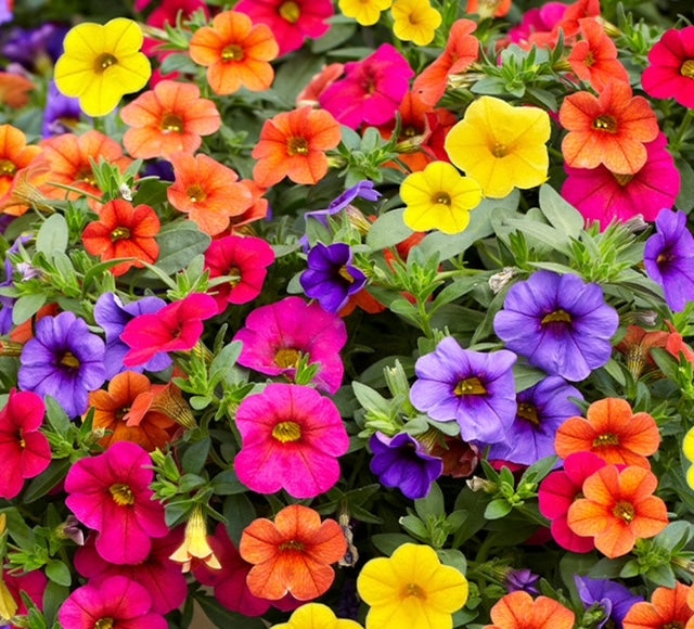 10.5cm Calibrachoa