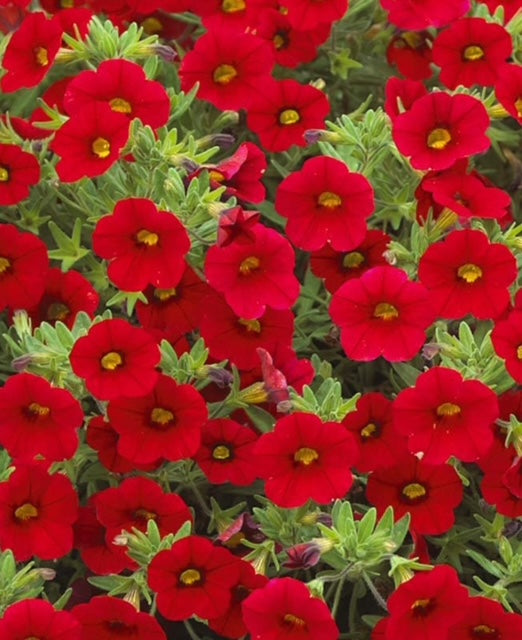 10.5cm Calibrachoa