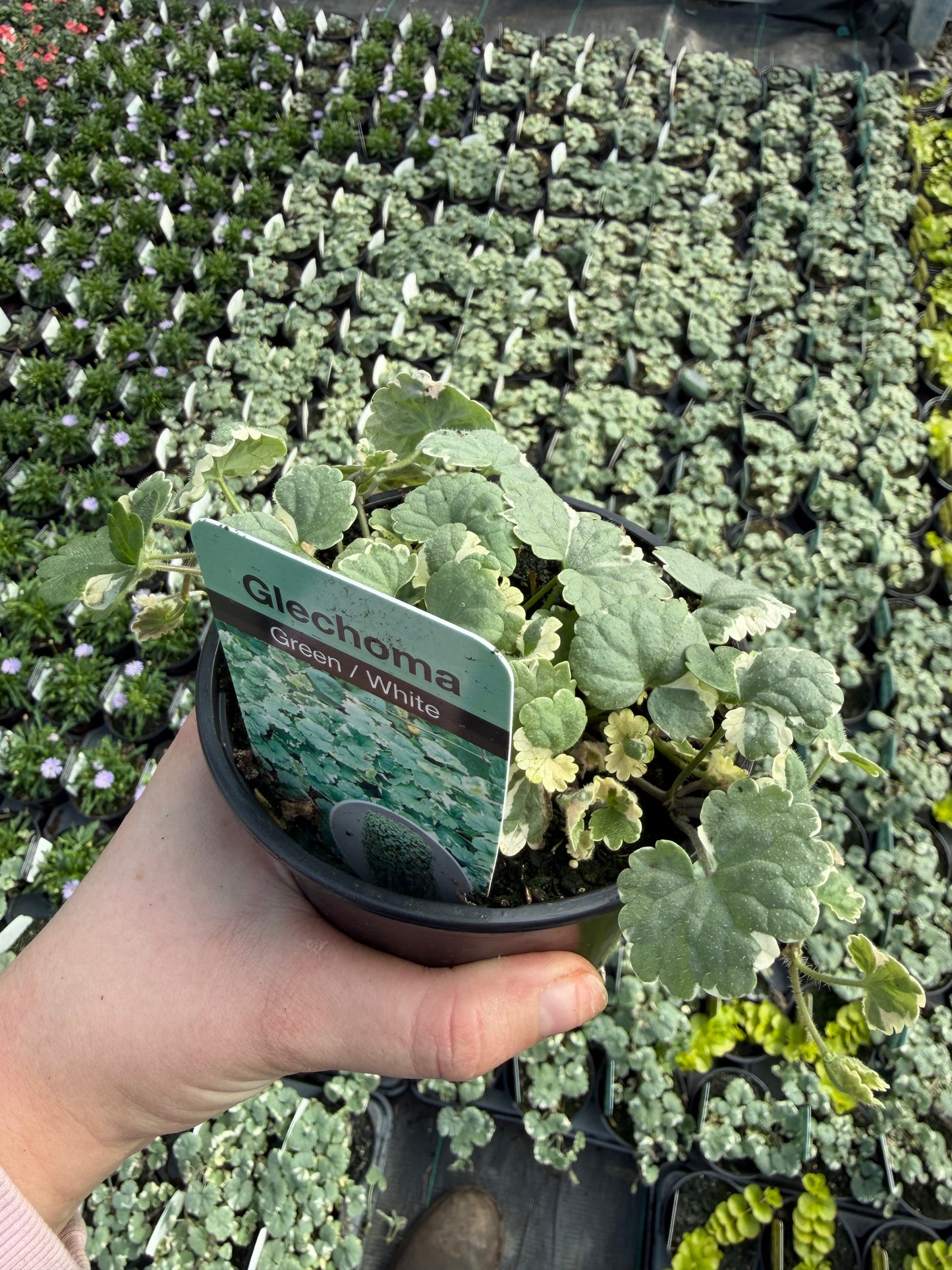 10 for £25, Greenery Bundle