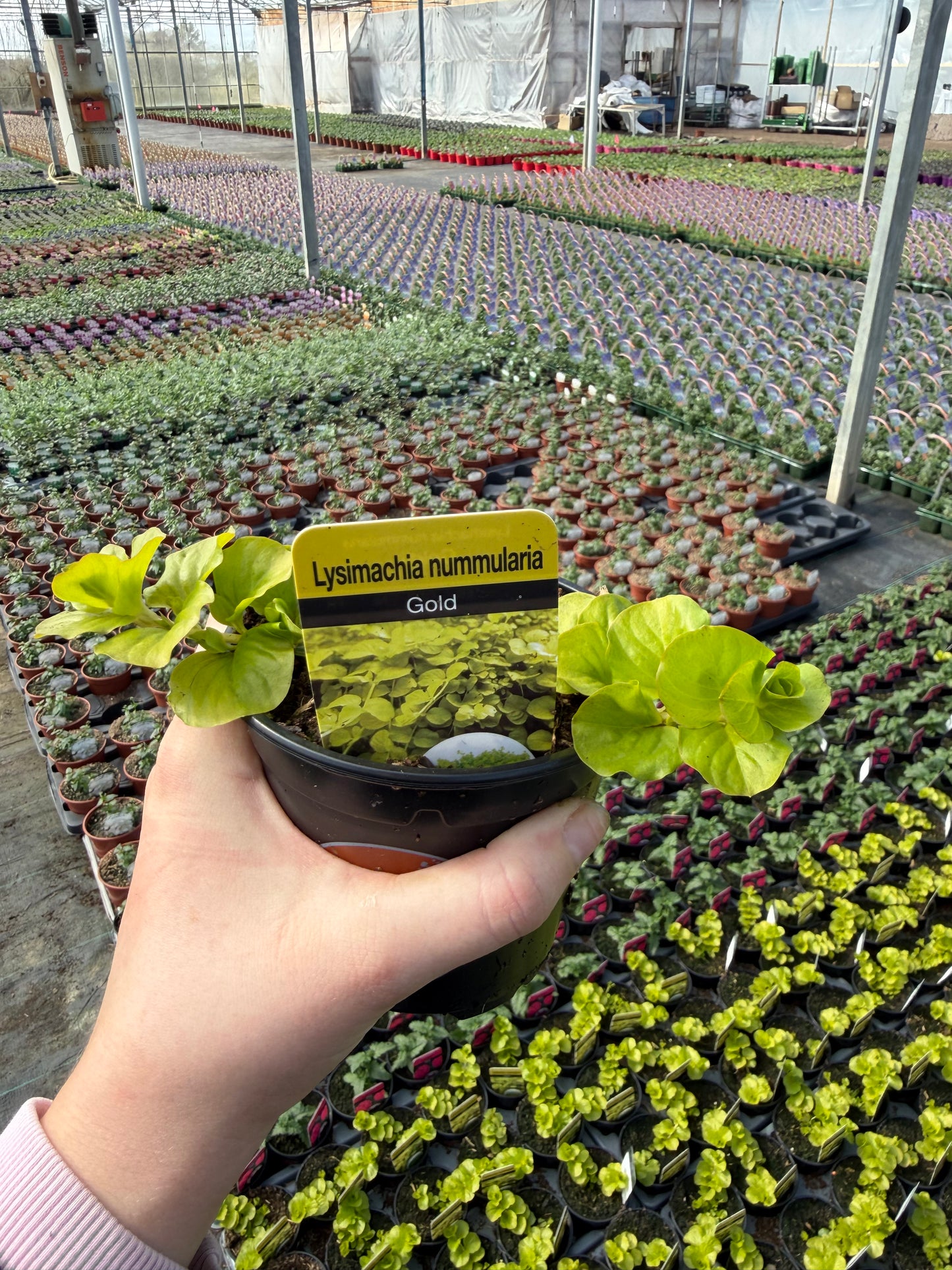 10 for £25, Greenery Bundle