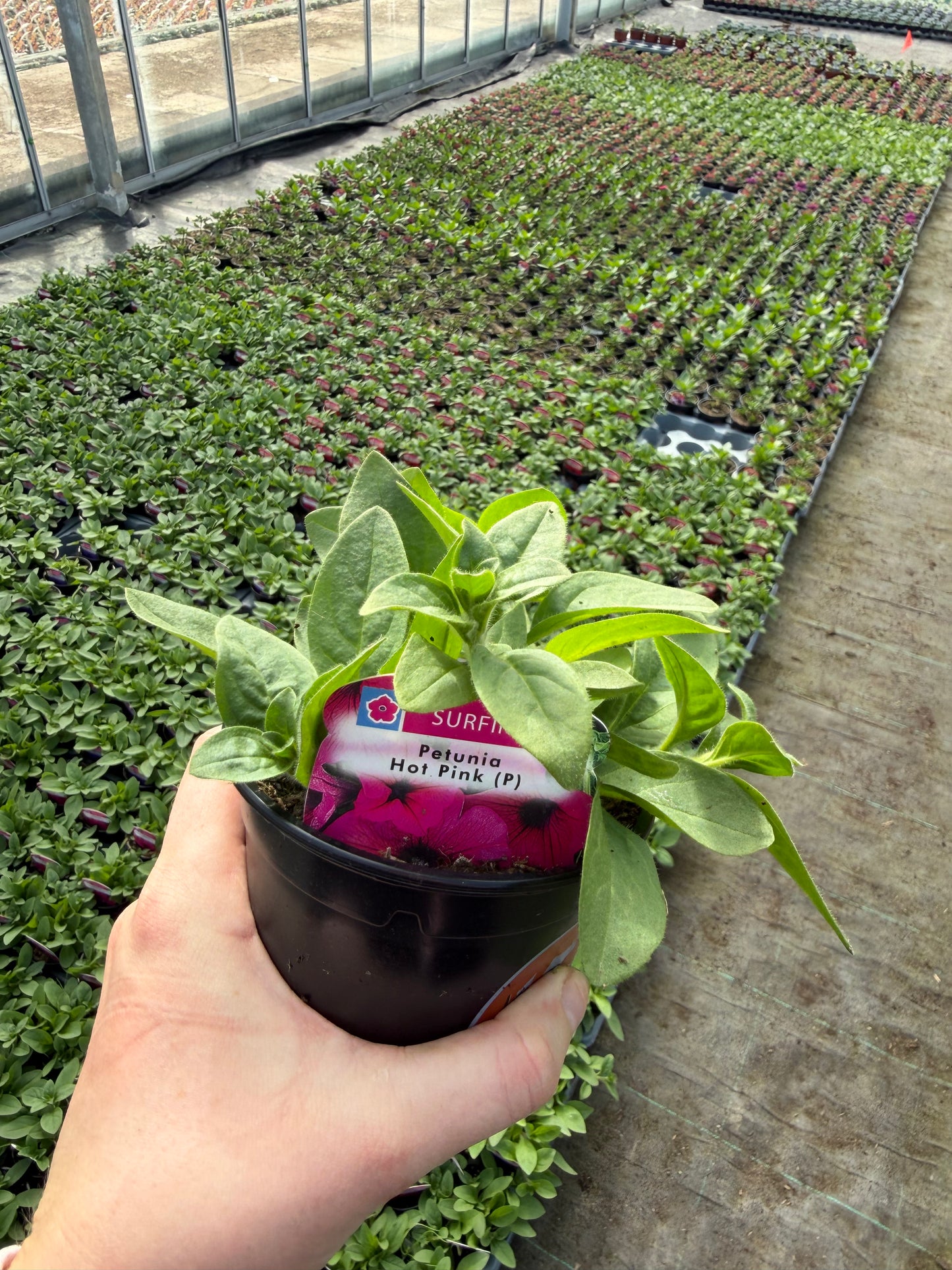 10 for £25, 10.5cm Trailing Petunia