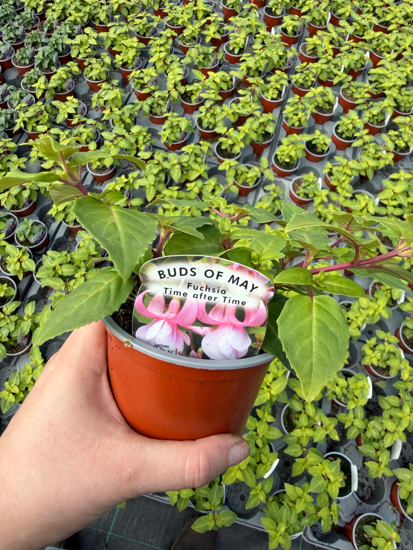 10 for £25, 10.5cm Fuchsia