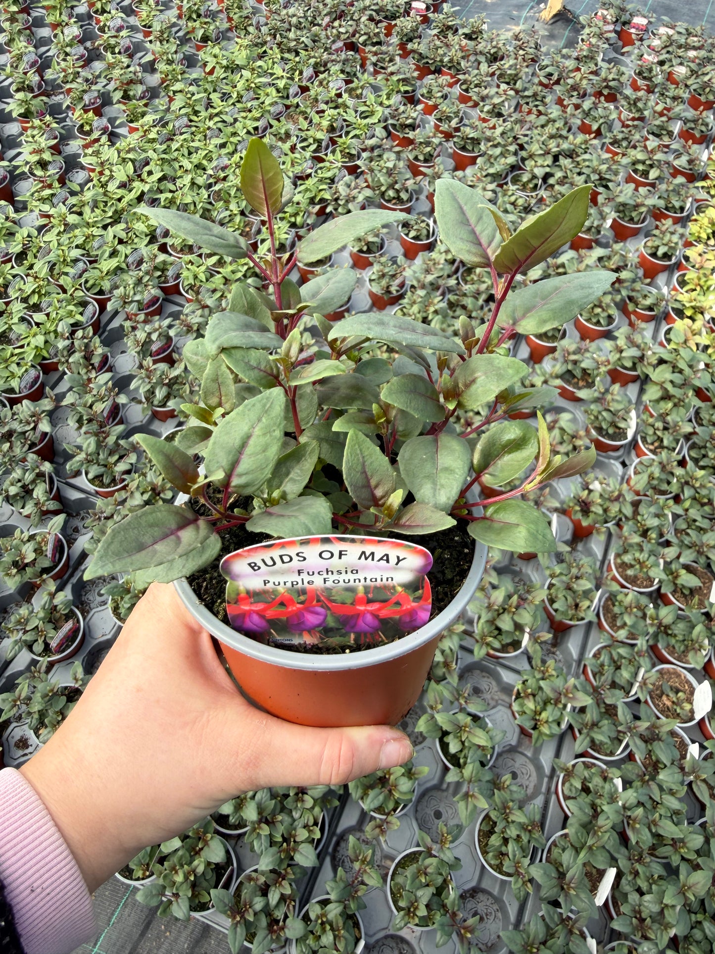 10 for £25, 10.5cm Fuchsia