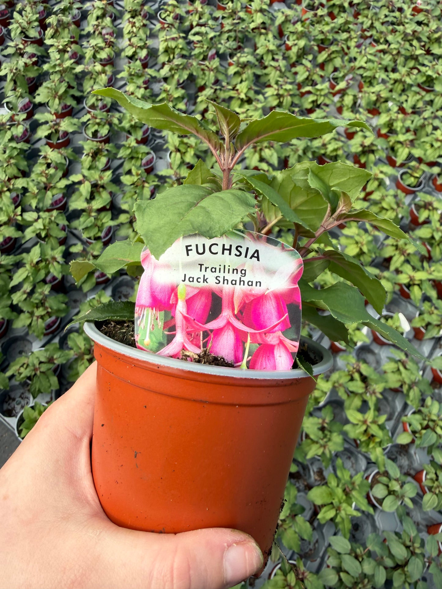 10 for £25, 10.5cm Fuchsia