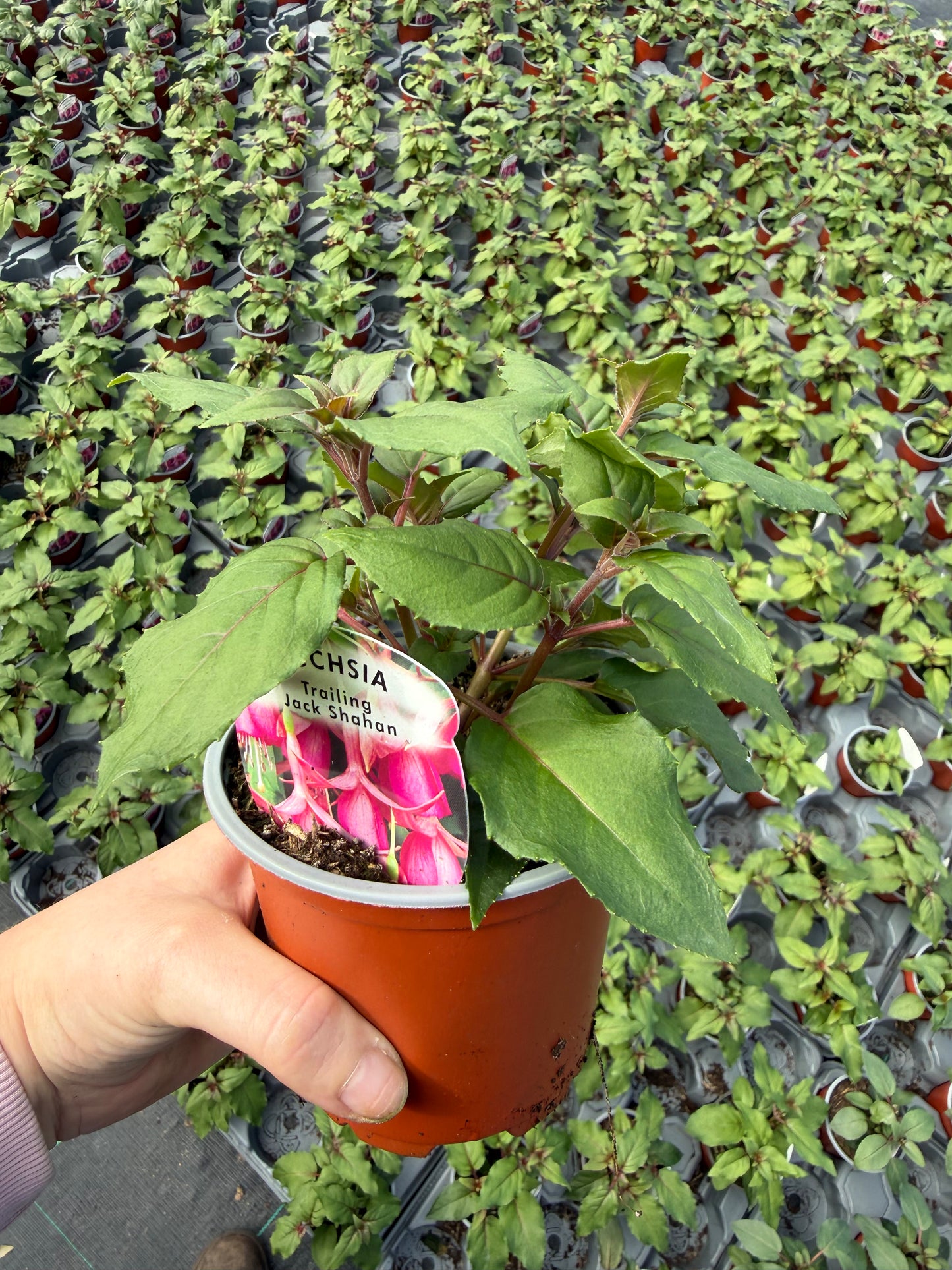 10 for £25, 10.5cm Fuchsia