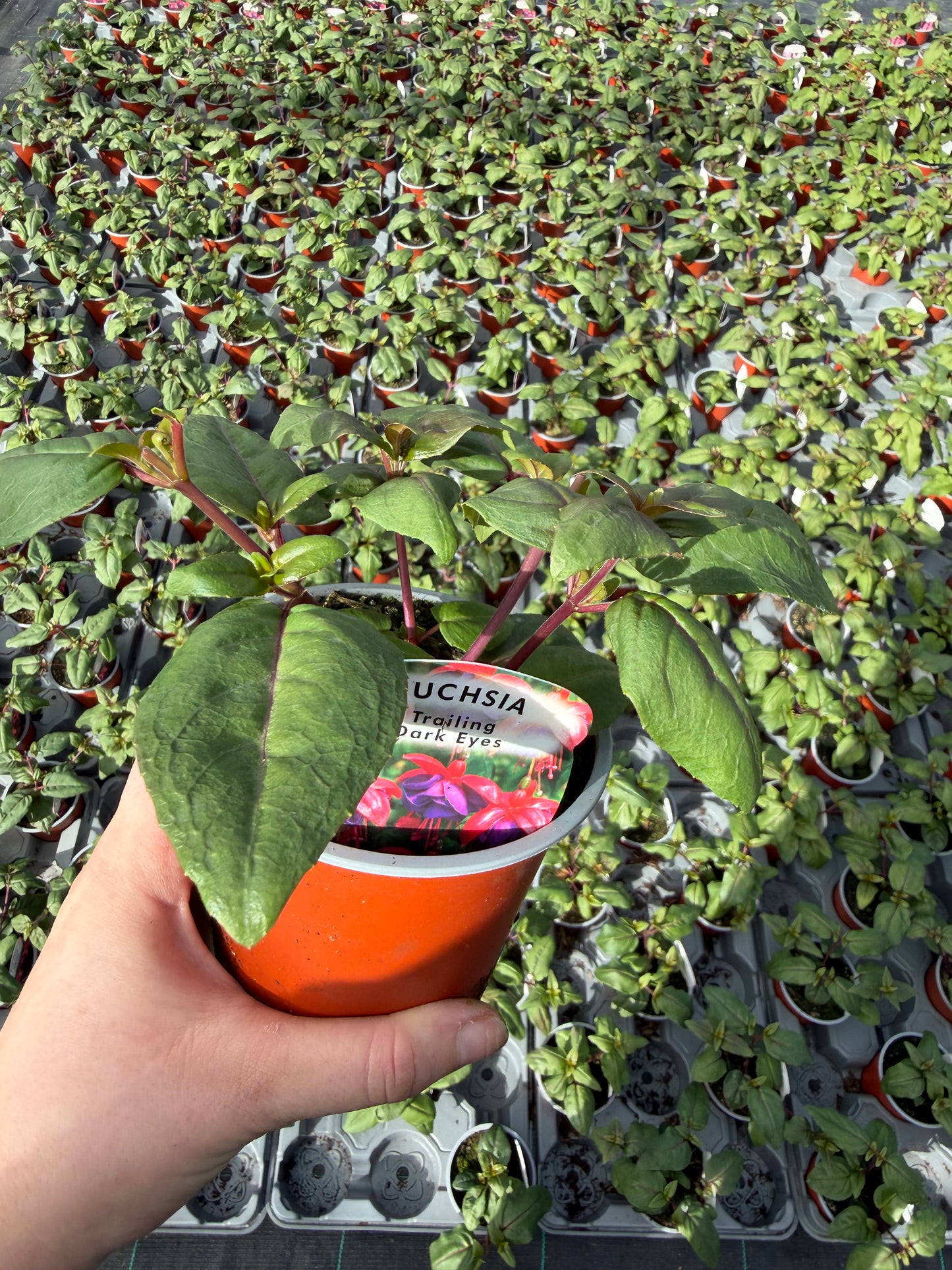 10 for £25, 10.5cm Fuchsia