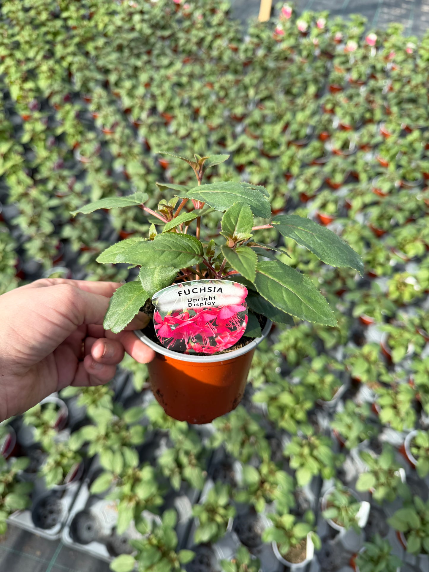 10 for £25, 10.5cm Fuchsia