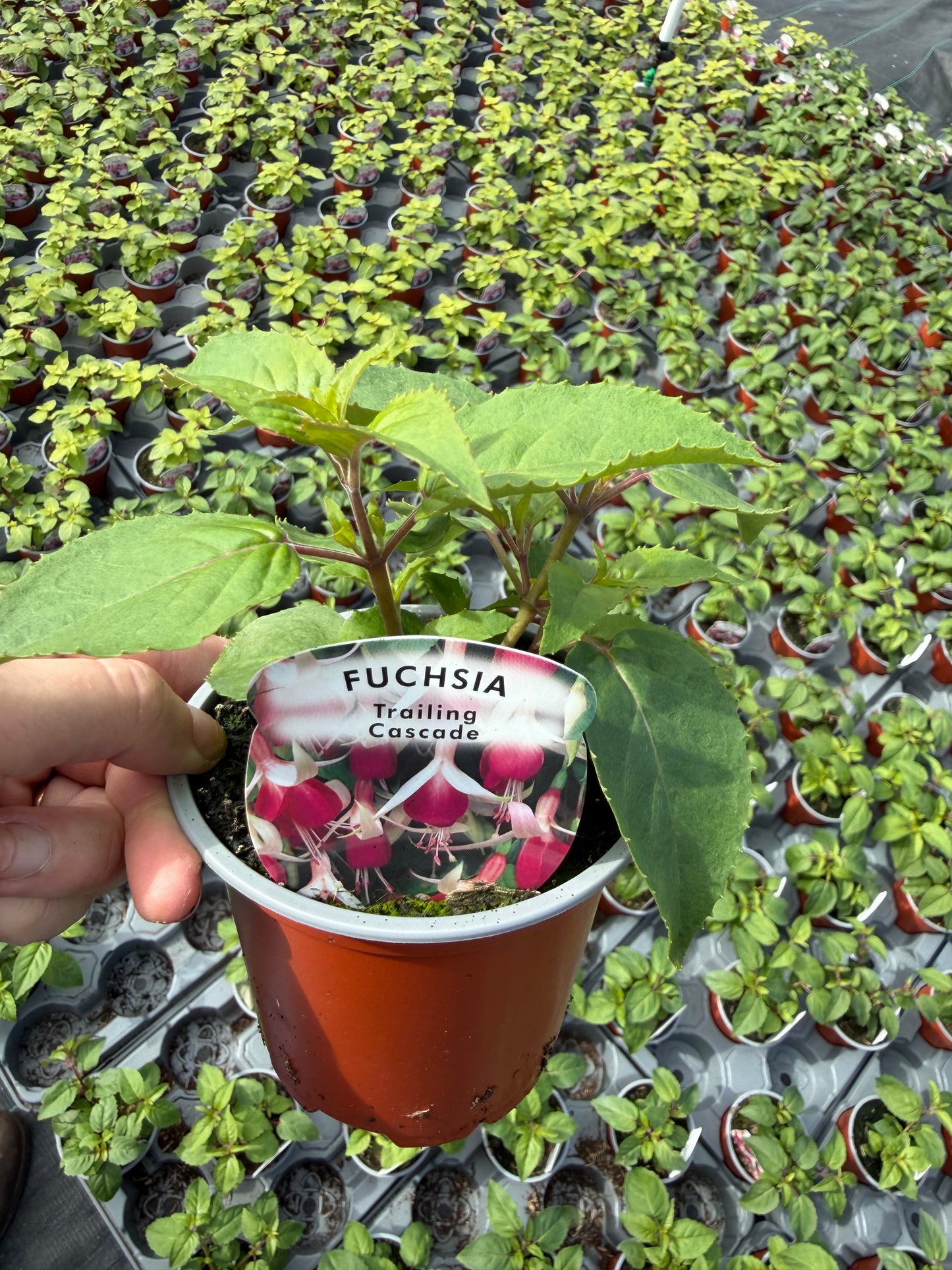 10 for £25, 10.5cm Fuchsia