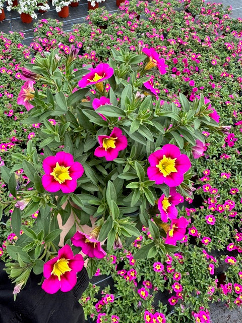 10.5cm Calibrachoa