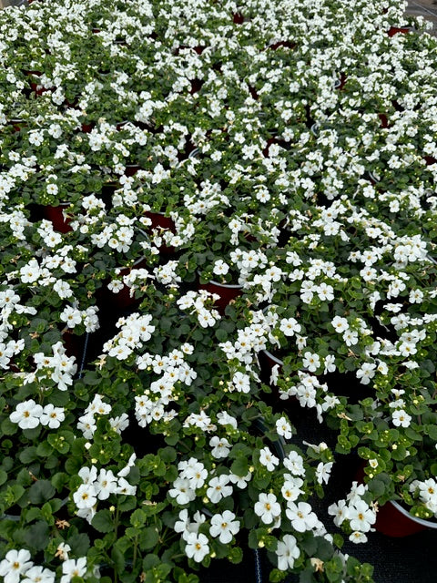 10.5cm Bacopa