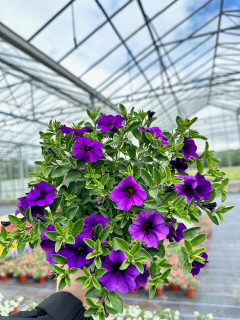 10.5cm Calibrachoa