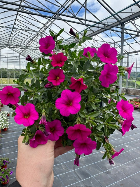 12 for £30, Growers Choice