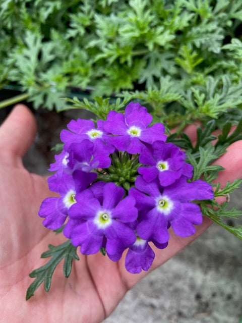 4 for £10, 10.5cm Verbena