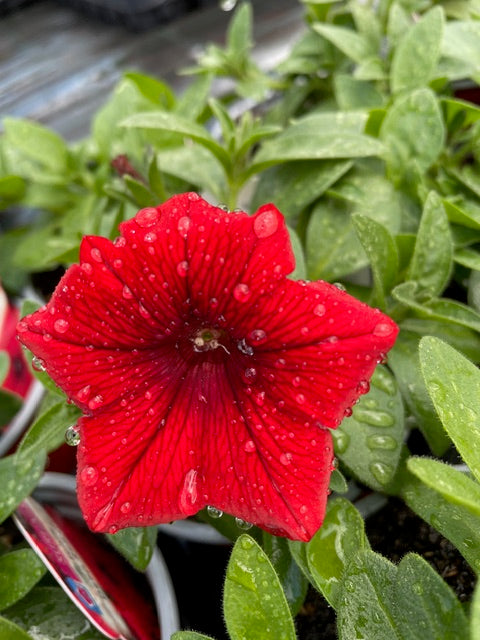 4 for £10, 10.5cm Trailing Petunia