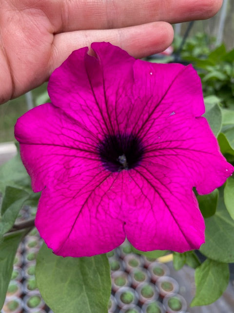 4 for £10, 10.5cm Trailing Petunia