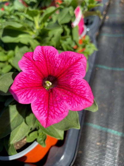 4 for £10, 10.5cm Trailing Petunia