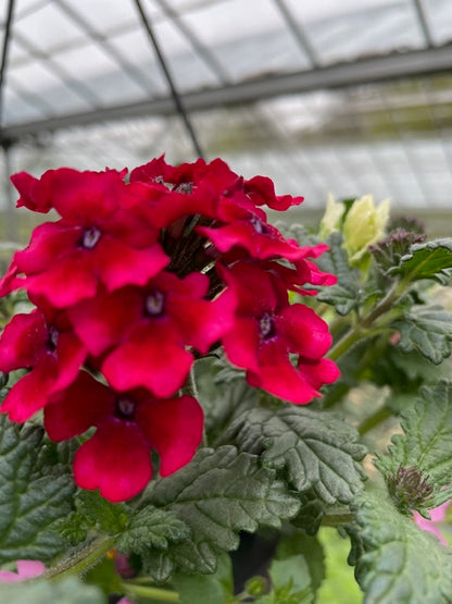 4 for £10, 10.5cm Verbena