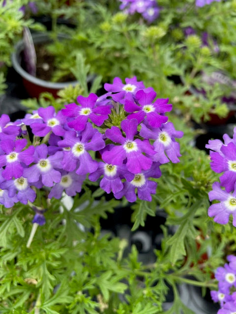 4 for £10, 10.5cm Verbena