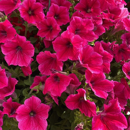 4 for £10, 10.5cm Trailing Petunia
