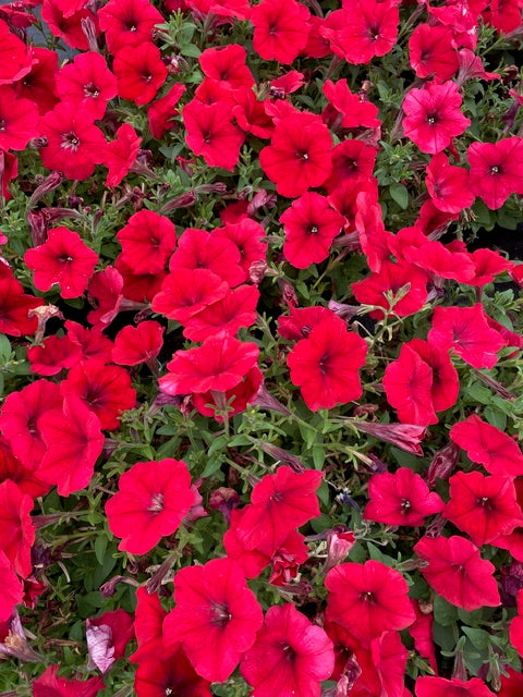 4 for £10, 10.5cm Trailing Petunia