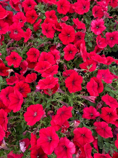 4 for £10, 10.5cm Trailing Petunia