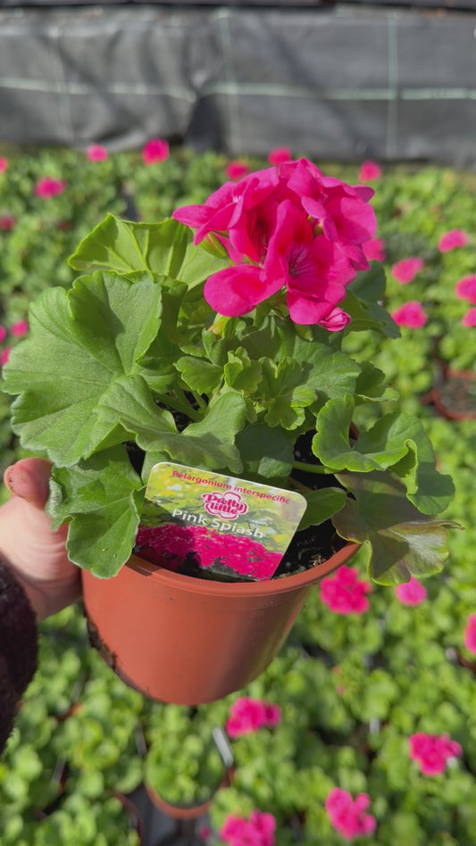 Geranium Pretty Little, 13cm